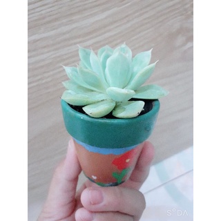 Sen đá liên đài trắng