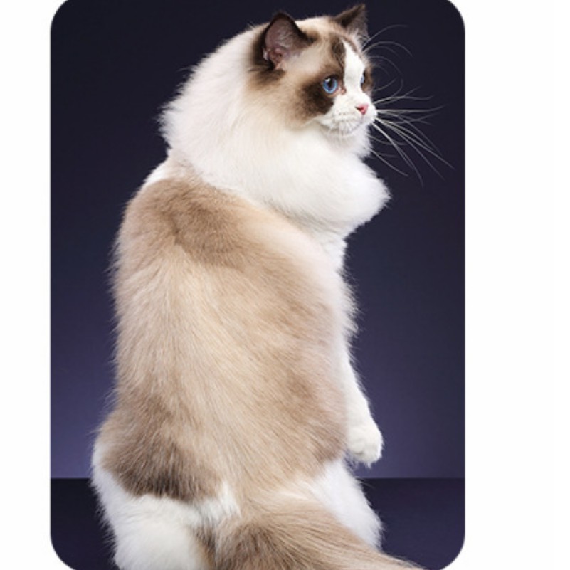 VIÊN DƯỠNG LÔNG CHO CHÓ MÈO TỪ TẢO BIỂN THƯƠNG HIỆU YIGUAN (COMBO: 10 VIÊN) -  LOVE PETS SHOP