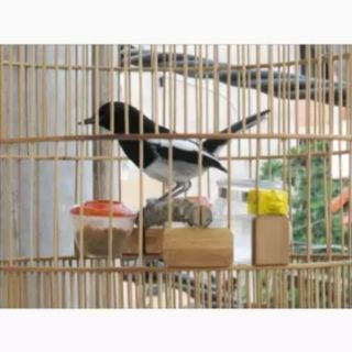 Cám trứng siêu cao cấp cho Chòe lửa - Chòe than