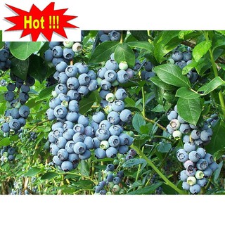 Hạt giống Việt quất (30 hạt)
