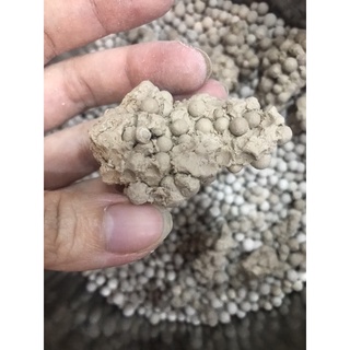 Cát mèo bentonite