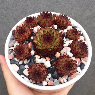 Chậu sen đá phật bà (chậu sứ)