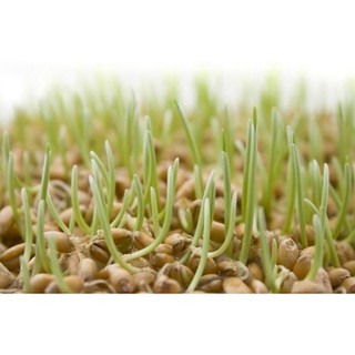 Hạt giống cỏ lúa mì Facare