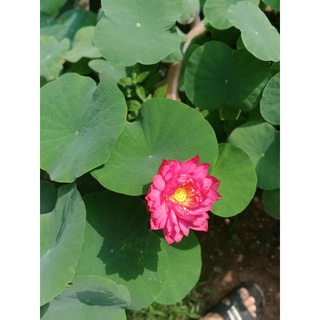 Đoá hoa của tình yêu, Sen Đỏ Drop