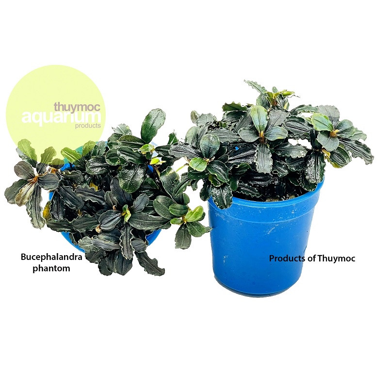 Bucep chậu phanton va randon nhiều loại, cây thủy sinh siêu đẹp, siêu lấp lánh - Rọ nhiều ngọn cho bể thuỷ sinh, bề cá