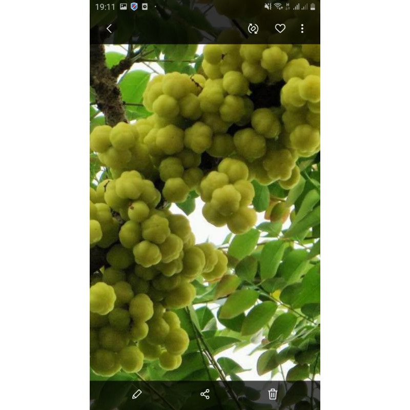 Cây chùm ruột