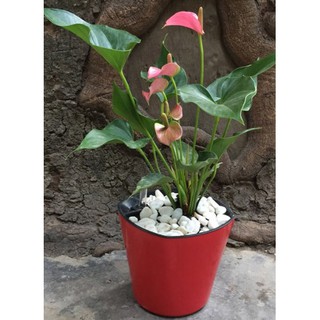 Chậu trồng cây tự dưỡng