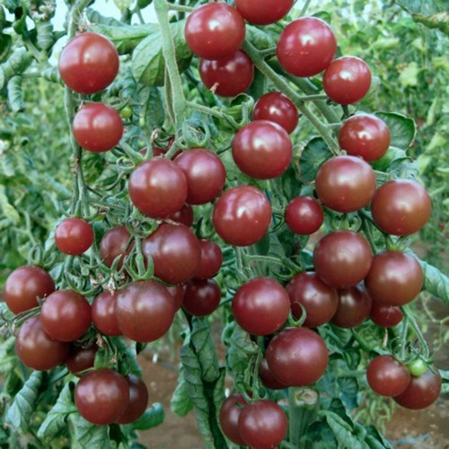 Dung Dịch Dinh Dưỡng Thủy Canh TRIMIX DT 100ml/Chai-Thân Thiện Môi Trường, Chuyên Cho Cây Kiểng, Giúp Cây Phát Triển Tốt