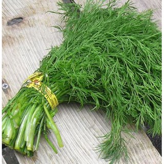 Hạt giống rau thì là trồng quanh năm thơm ngon gói 5 Gram