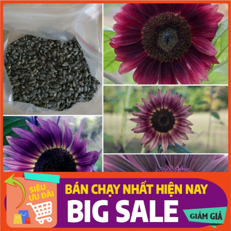 Hạt Giống Hoa Hướng Dương Tím Đen Huyền Bí - 25 hạt