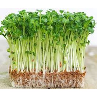 [ Bán chạy ] Hạt giống mầm cải - 50g (tặng kèm 20 hạt Cải Kale Khủng Long)