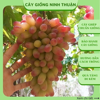 Cây nho giống Ngón tay 152 hồng nhật móng tay leo giàn Ninh Thuận NT04