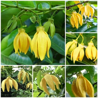 cây hoa dẻ thơm hay cây hoa móng rồng