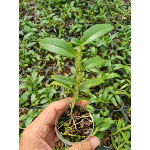 Cây giống lan giả hạc thân thủ lá mít