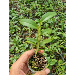 Cây giống lan giả hạc thân thủ lá mít