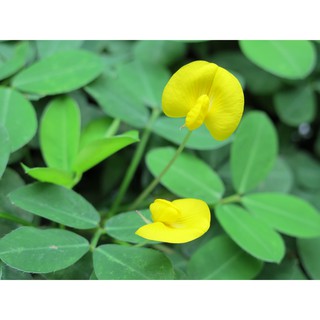 Hạt Giống Cỏ Thảm Lạc Dại ( Lạc Tiên )  200 Hạt - Cỏ Thảm Trang Trí