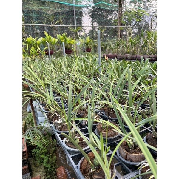 Lan sưu tầm Encylia Tampensis alba Var