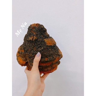 Nấm chaga tự nhiên vùng siberi nước nga