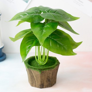 Cây môn đốm cao 30cm  để bàn siêu xinh- Cây hoa giả thủy sinh trang trí để bàn