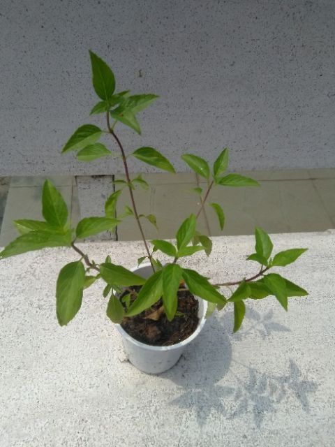 1 chậu cây húng quế