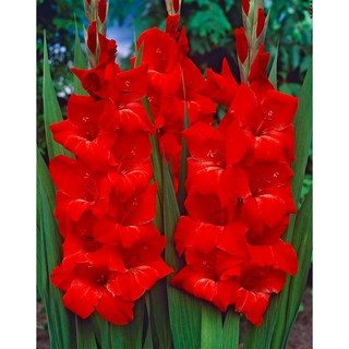 CỦ HOA LAY ƠN MÀU ĐỎ HÀ LAN 10 CỦ