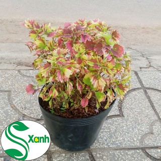 Cây Lá Màu Ngũ Sắc