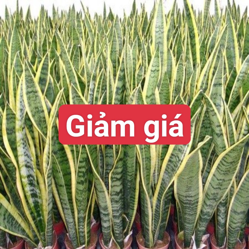 Cây giống lưỡi hổ viền vàng giảm giá ,lưỡi hổ phong thủy.
