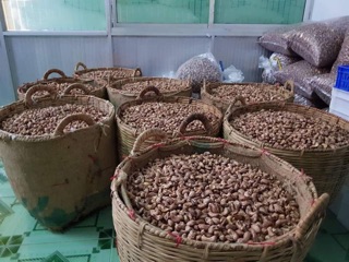 Điều nguyên Bình Phước
