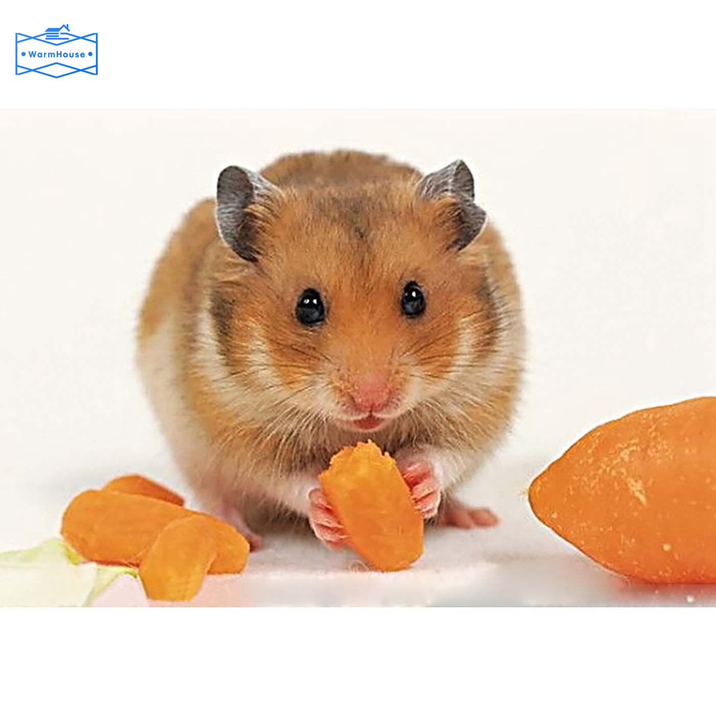 Bộ Tranh Đính Đá 5d Tự Làm Hình Chuột Hamster Độc Đáo