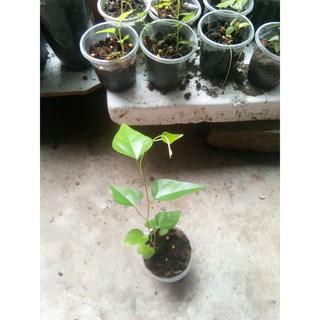 combo 5 cây sương sâm gieo hạt