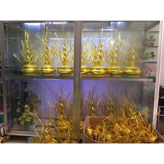 Gốc cây thỏi vàng cao 55cm