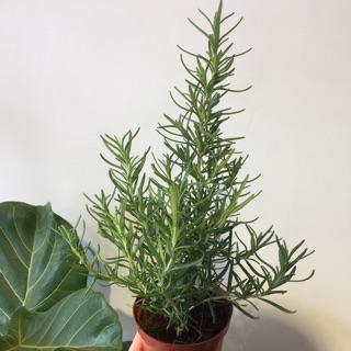 [Mua 5 tặng 1] Cây Hương Thảo xứ nóng - Rosemary