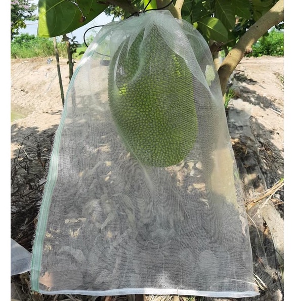 Túi Cước Thái Bao Trái Mít  - Túi Bao Trái Cây
