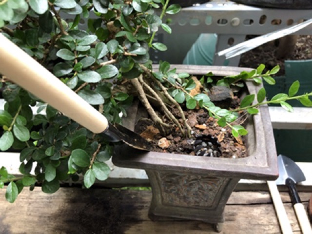 Bộ xẻng- 3 cây- dụng cụ làm vườn bonsai