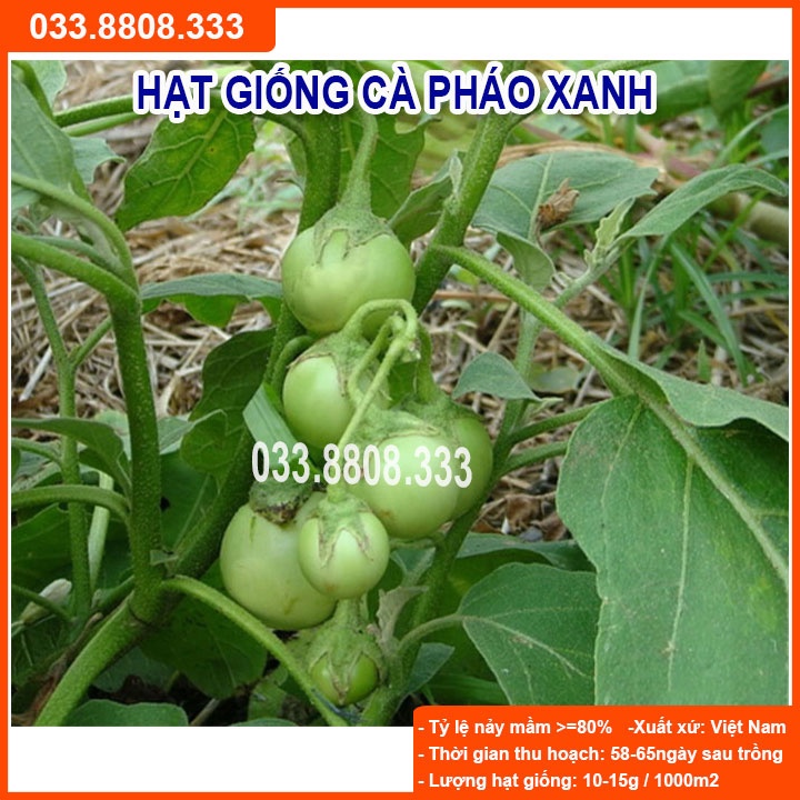 Hạt Giống Cà Pháo Xanh - Quả To Đẹp