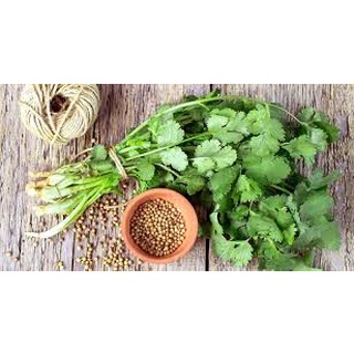 [ Bán chạy ] Hạt giống Rau Mùi-20g (tặng kèm 20 hạt Cải Kale Khủng Long)