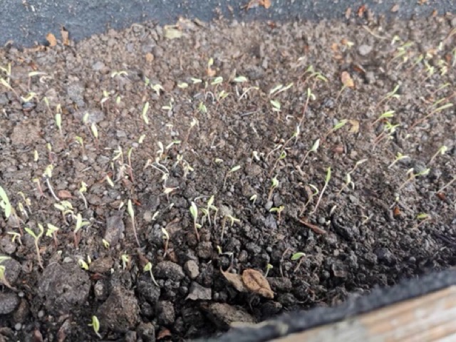 HẠT GIỐNG HOA 10 GIỜ MỸ KÉP MIX MÀU 1000 hạt