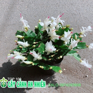 Chậu Hoa Tiểu Quỳnh Màu Trắng