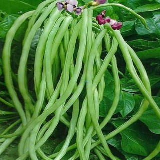 HẠT ĐẬU ĐŨA HẠT ĐEN, ĐẬU ĐŨA MÓNG CHIM - GÓI 20 GRAM