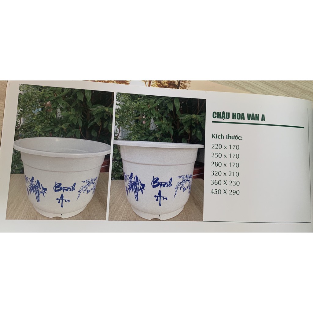 Chậu nhựa in bông cát tường