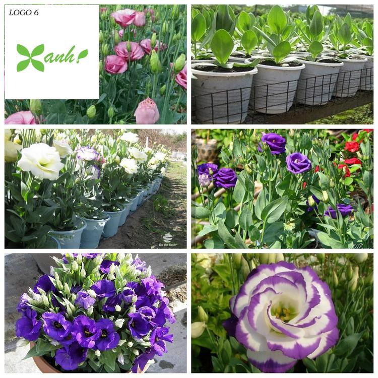 Hạt giống hoa Cát tường