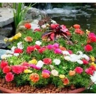 Gói 1000 hạt giống hoa 10h kép mix