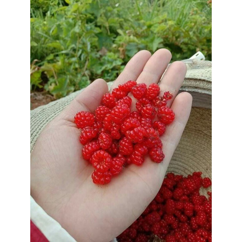 Lá mâm xôi làm dầy niêm mạc 1kg