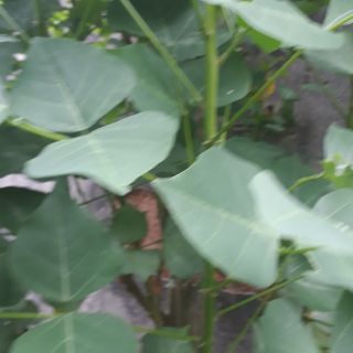 Lá Vông Tươi - Vỏ Vông Nem -Hà Nội 1kg