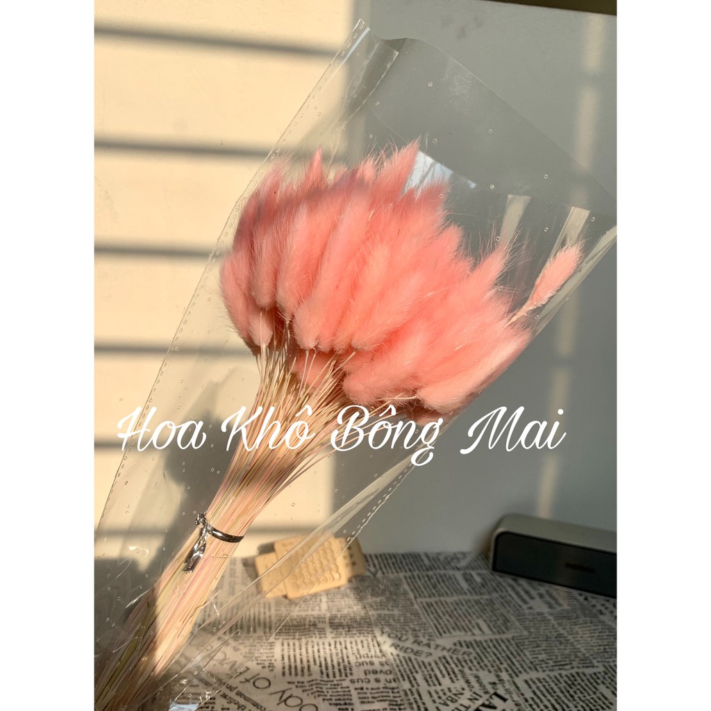 Hoa khô CỎ ĐUÔI THỎ Lagurus Bunny Tails màu hồng decor phong cách vintage
