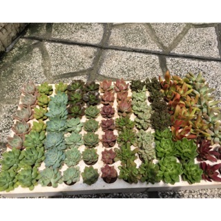 Combo 11 cây sen vỉ