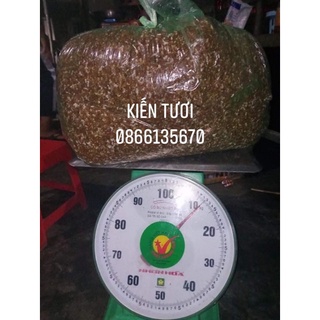 Combo 1kg Muối kiến vàng