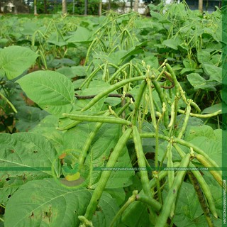 Hạt giống Đậu xanh 100gr