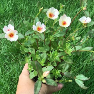 Chậu hoa mười giờ sam màu kem