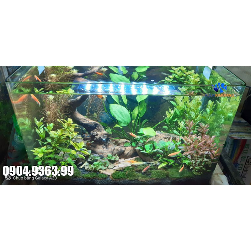 Bể cá cảnh mini để bàn - Bể đúc D04
